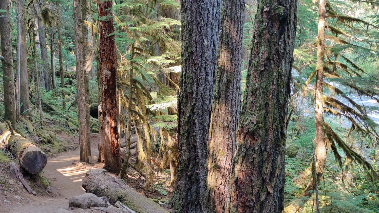 A forested trail in the Pacific Northwest, light filtering through trees.