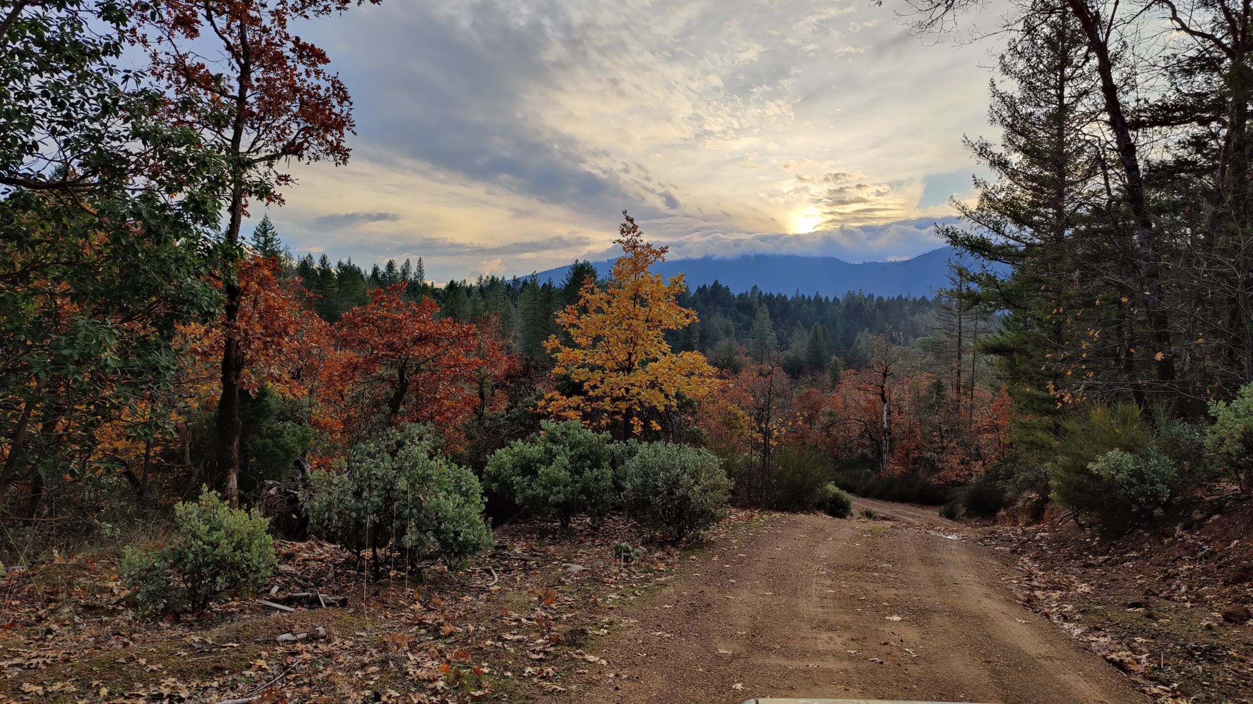 Sunset over a forest road — the kind of light that starts a trip.