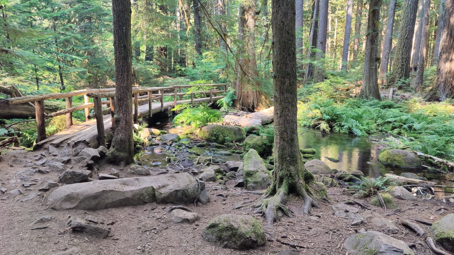 A wooden footbridge over a small creek along the trail.